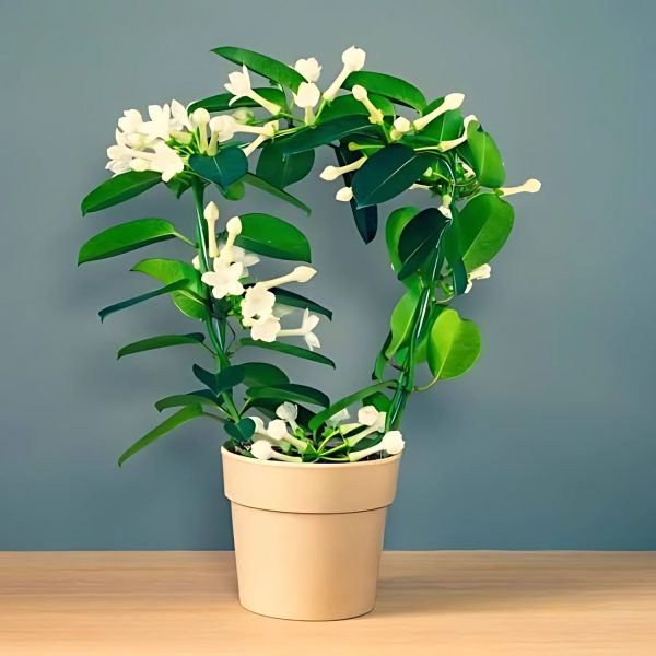 STEPHANOTIS FLOR.