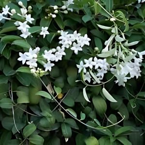 STEPHANOTIS FLOR.