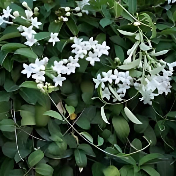STEPHANOTIS FLOR. - Image 2