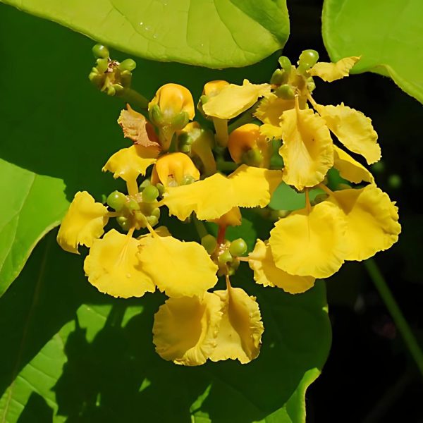 STIGMAPHYLLON PERI. - Image 5
