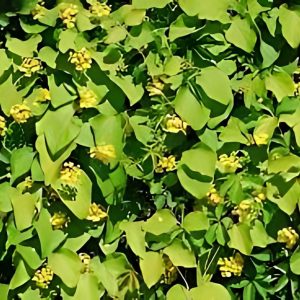 STIGMAPHYLLON PERI.