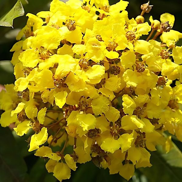 STIGMAPHYLLON PERI. - Image 3