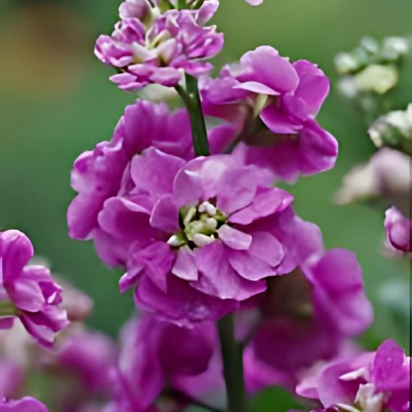 STOCK - Image 3