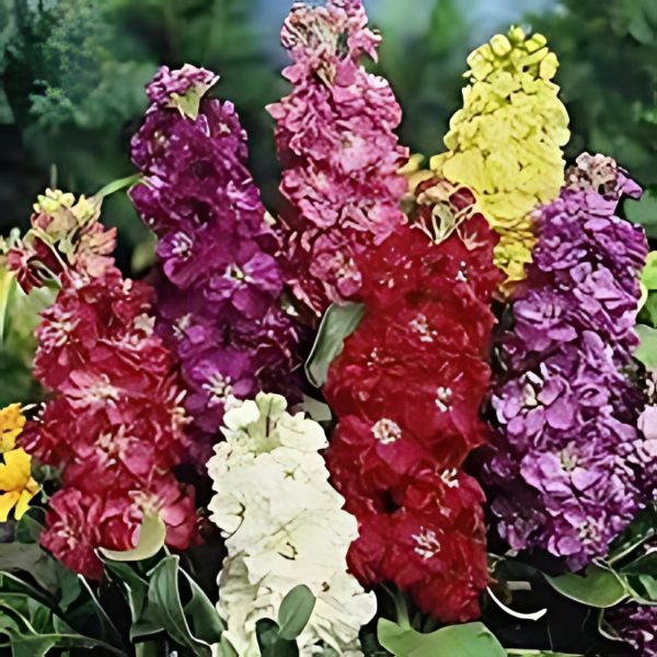 STOCK - Image 4