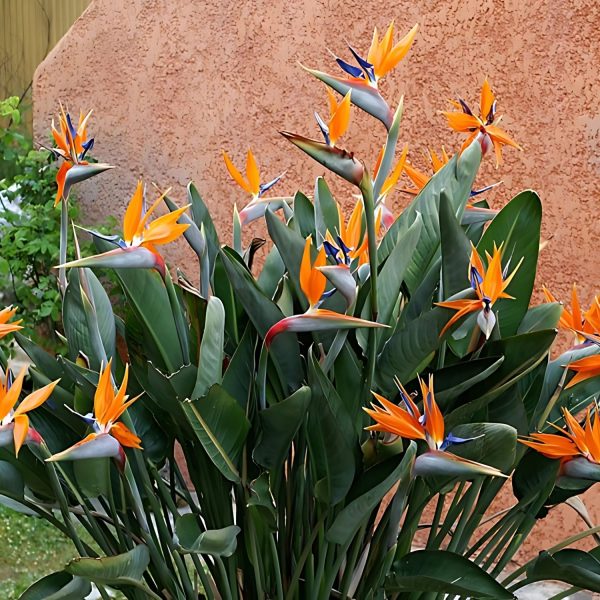 HP-STRELITZIA REGINAE - Image 6
