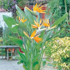 HP-STRELITZIA REGINAE