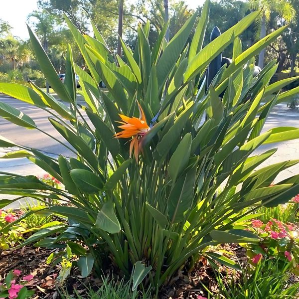 HP-STRELITZIA REGINAE - Image 3