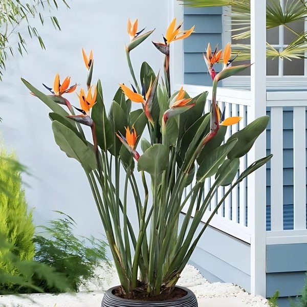 HP-STRELITZIA REGINAE - Image 4