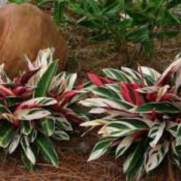 PHP-STROMANTHE SANGUINEA - Image 4