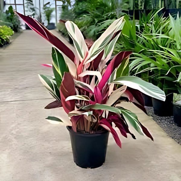 PHP-STROMANTHE SANGUINEA