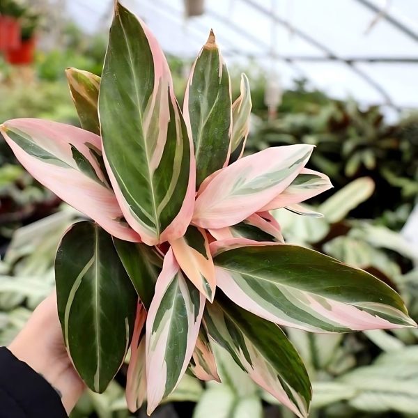 PHP-STROMANTHE SANGUINEA - Image 2