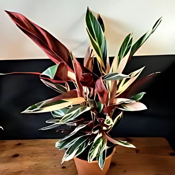 PHP-STROMANTHE SANGUINEA - Image 3