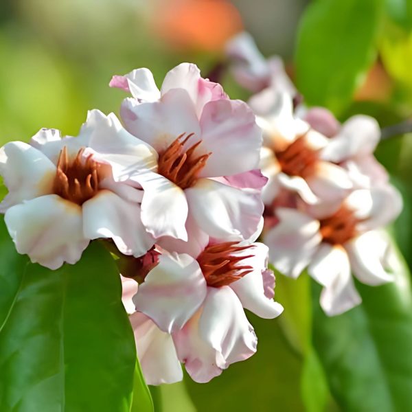 STROPHANTHUS GRAN. - Image 5