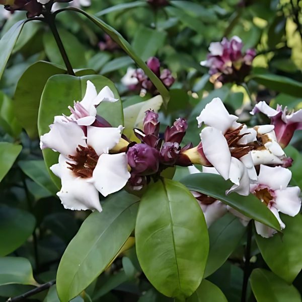 STROPHANTHUS GRAN. - Image 3