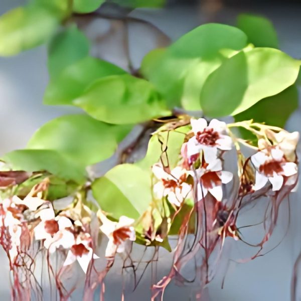 STROPHANTHUS GRAN. - Image 4