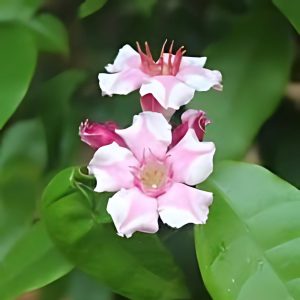 STROPHANTHUS GRAT.