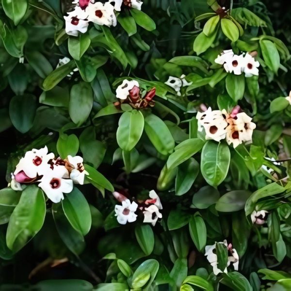 STROPHANTHUS GRAT. - Image 2