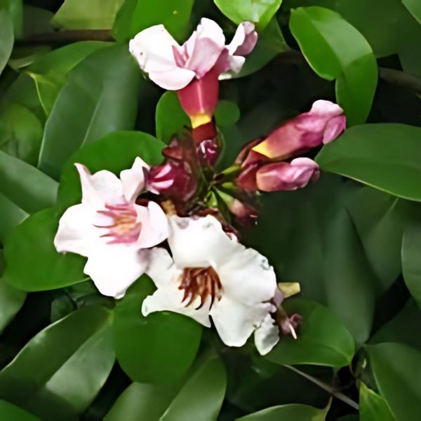 STROPHANTHUS GRAT. - Image 4