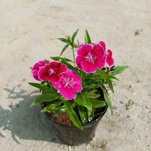 SWEET WILLIAM