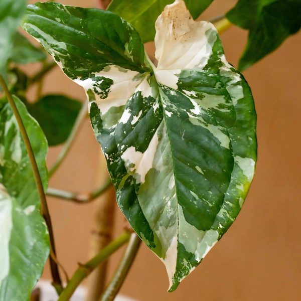 HP-SYNGONIUM P. VARIEGATUM - Image 3
