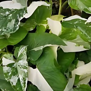 HP-SYNGONIUM P. VARIEGATUM