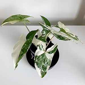 HP-SYNGONIUM P. VARIEGATUM