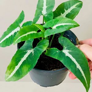 HP-SYNGONIUM WENDLENDI