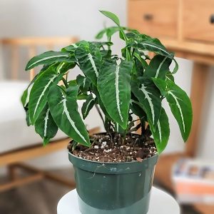 HP-SYNGONIUM WENDLENDI