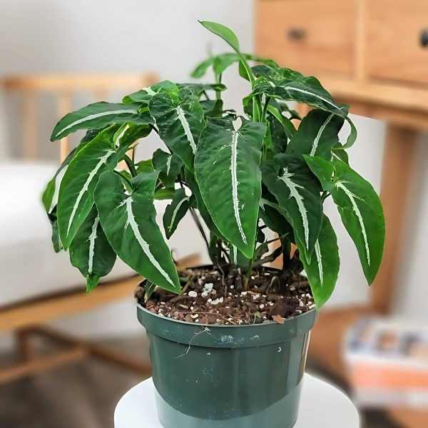HP-SYNGONIUM WENDLENDI