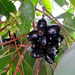 SYZYGIUM CUMINI