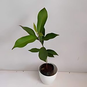 SYZYGIUM CUMINI
