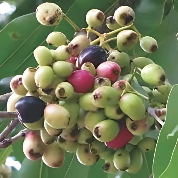 SYZYGIUM CUMINI - Image 4