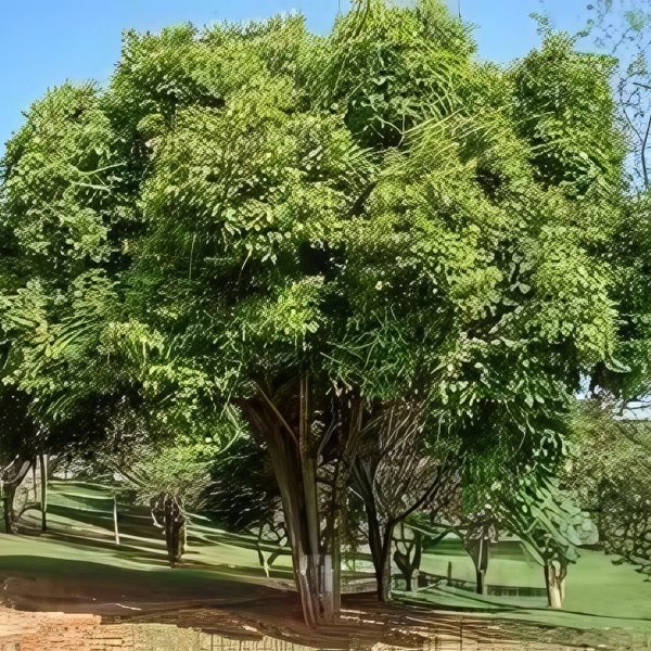 SYZYGIUM CUMINI - Image 5