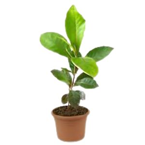 TERMINALIA CATAPPA