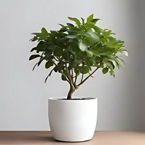 THESPESIA POPULNEA