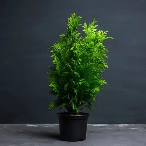 THUJA OCCIDENTALIS