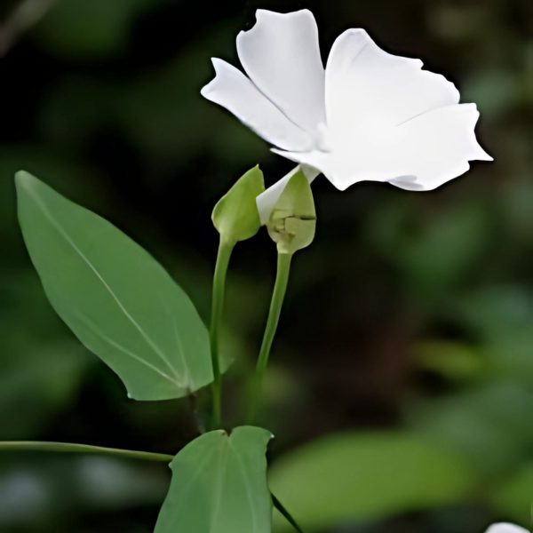 THUNBERGIA FRAG. - Image 5
