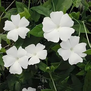 THUNBERGIA FRAG.
