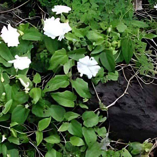 THUNBERGIA FRAG. - Image 3