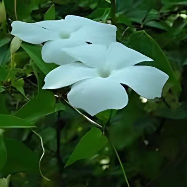 THUNBERGIA FRAG. - Image 4