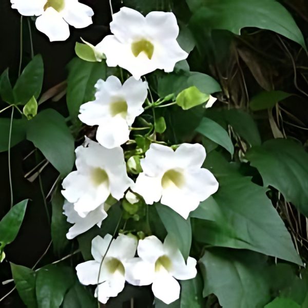 THUNBERGIA GRAN. ALBA - Image 5