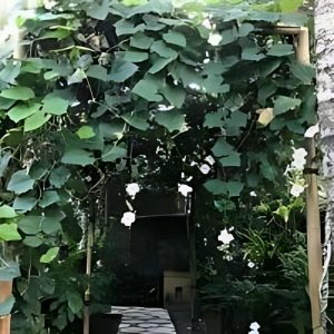 THUNBERGIA GRAN. ALBA
