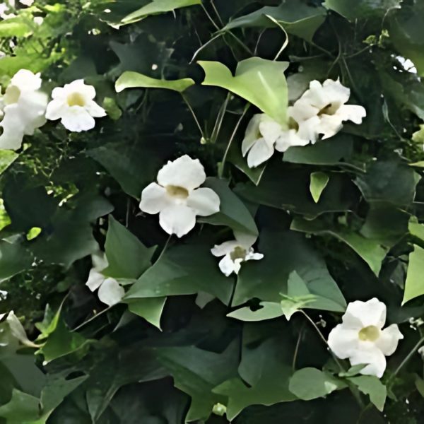 THUNBERGIA GRAN. ALBA - Image 3