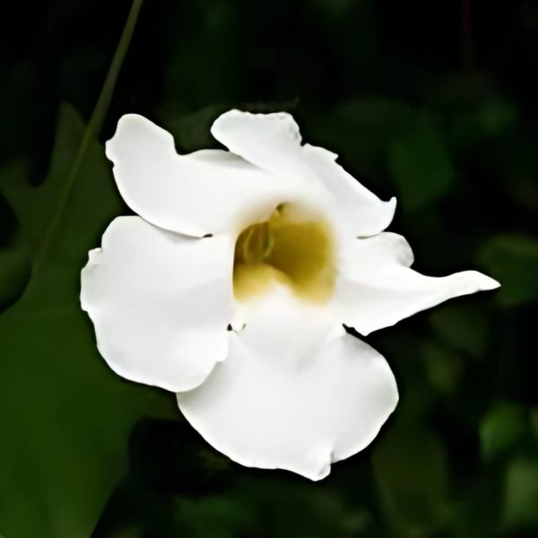 THUNBERGIA GRAN. ALBA - Image 4