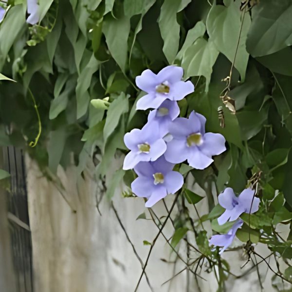THUNBERGIA LAUR. - Image 5