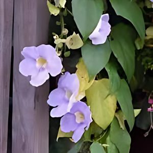 THUNBERGIA LAUR.