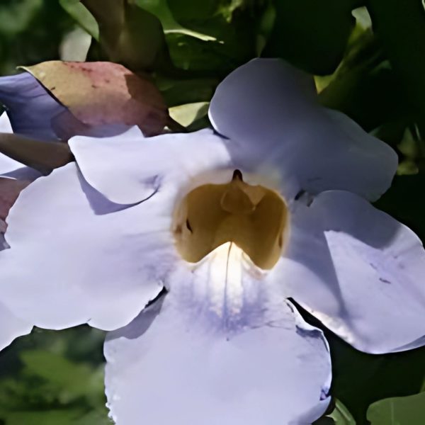 THUNBERGIA LAUR. - Image 4