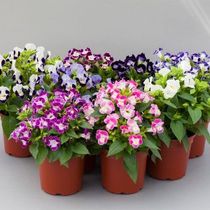 TORENIA
