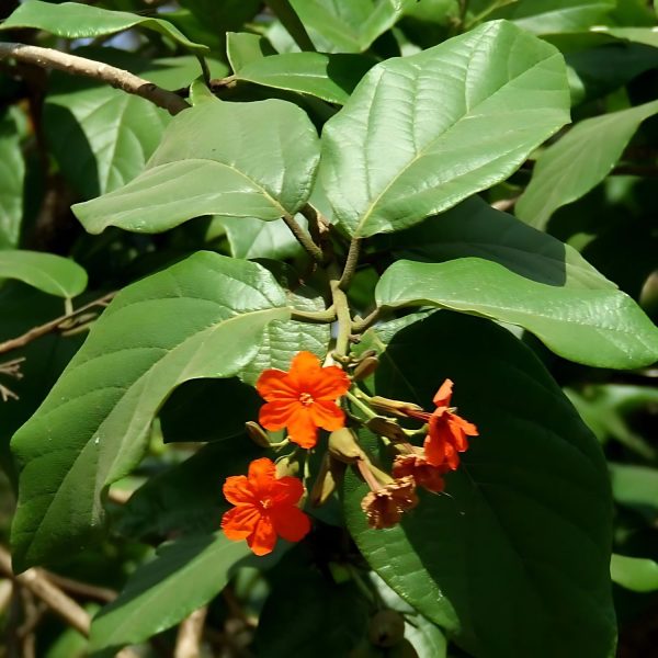 CORDIA SEBESTENA - Image 4