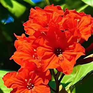 CORDIA SEBESTENA